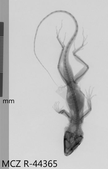 Media type: image;   Herpetology R-44365 Aspect: dorsoventral x-ray
